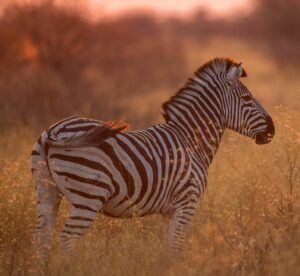 Hotchillee Cape Rouleur - safari add on with Bonamy Travel