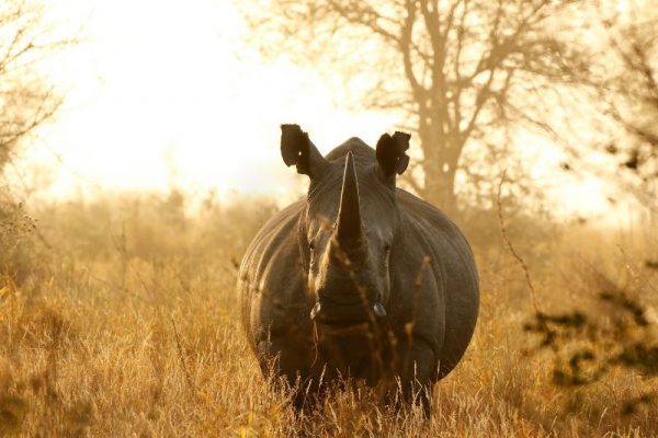 Hotchillee Cape Rouleur - safari add on with Bonamy Travel